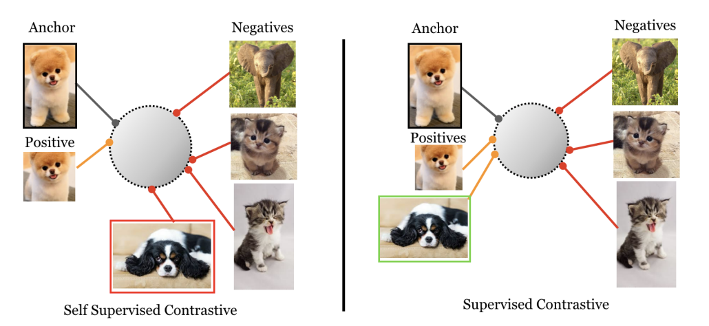 supervised contrastive